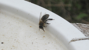 Honey bee drinks water from a Ropak lid