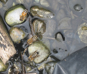 Bees stand on rocks as they collect water from a trash can lid.