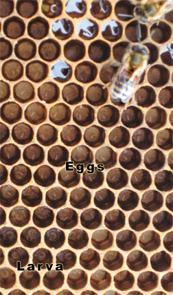 Honeybee Eggs & Larvae In Cells of Drawn Comb