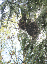 Honeybees flying to main swarm cluster in a cedar tree