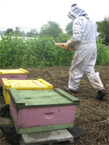 Bottom brood boxes of honeybees at Sumas River Farm