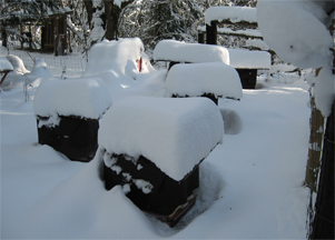 Snow covered beehives at Brookfield Farm, Washington