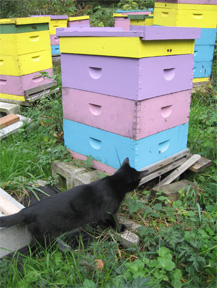 Kitten checks beehives at Brookfield Farm, Maple Falls, WA