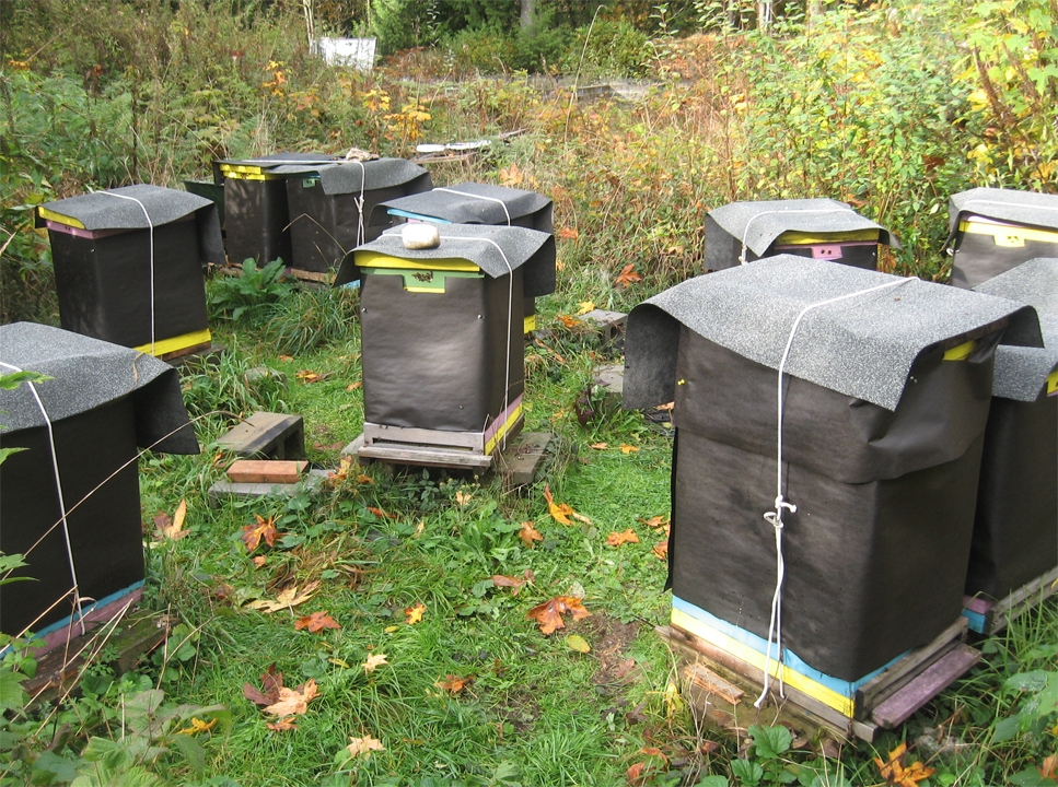 Hives in tarpaper & roofing "hats"