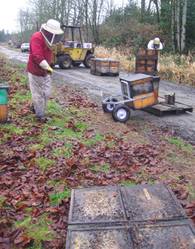 Beekeeper Bowen moves honeybees to new pallet