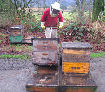 Beekeeper Bowen sets the hive down on a new pallet