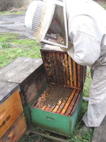 Bruce Bowen checks the honeybee cluster between brood boxes
