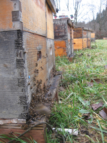 Honeybees gather at their hives front entrances
