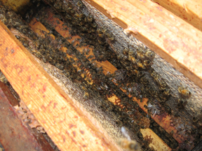 Honeybees seen with one frame pulled