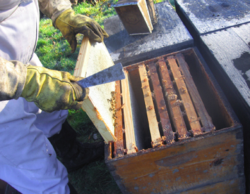 Beekeeper Ray removes frame from honey bound hive