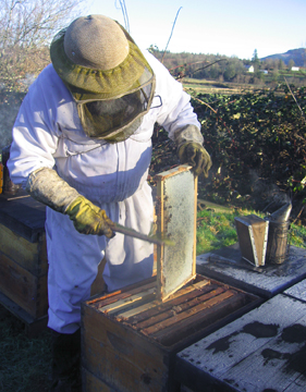 Beekeeper Ray brushes bees off a comb of honey