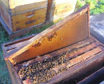 Drawn Comb where the bees can cluster