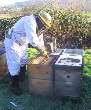 Beekeeper Ray works to correct a honey bound hive