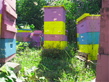 Bees fly in the summer time in one of Brookfield Farm's bee yards