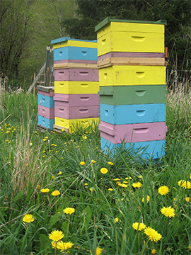 Bee hives and dandelions in a Brookfield Farm bee yard
