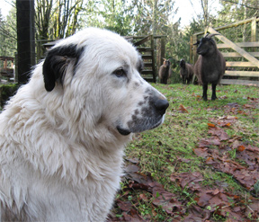 Livestock Guard Dog and Cashmere Goats, Brookfield Farm, Maple Falls, WA