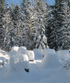 Beehives in the snow at Brookfield Farm, Maple Falls, Washington