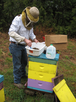 Checking bees for the USDA bee health survey