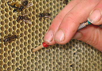 Honeybee larva being selected for a graft