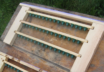 Queen cups for honeybee larva grafts on bars on a frame