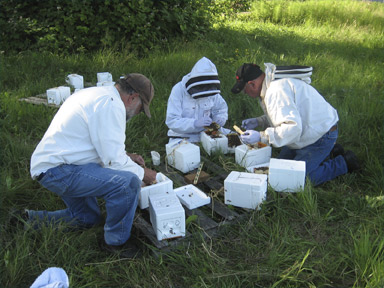 Queen Cells from grafts being placed into mating nucleus hives
