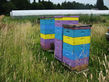 Brookfield Farm Hives at Spring Frog Farm at Holistic Homestead, WA