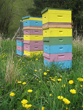 3 of Brookfield Farm Bees And Honey's hives near Mt. Baker in Washington