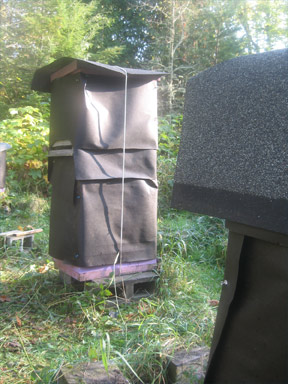 Strong hive below nucleus hive wrapped for winter