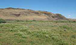Desert Meadow Eastern Washington by Auritulus Cinereus