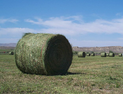 Alfalfa Hay bales by Gary D Robson (wikicommons)