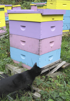 Guard Cat Checks for Mice amid Bee hives at Brookfield Farm, Maple Falls, Washington, 