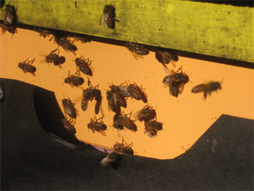 Honeybees check out the winter sun at Brookfield Farm, Maple Falls, Washington