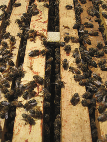 Workers on top bars with queen cage in center : at Brookfield Farm Bees And Honey, Maple Falls, WA