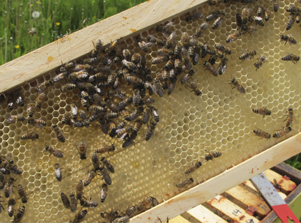 Honeybees on drawn bee hive foundation