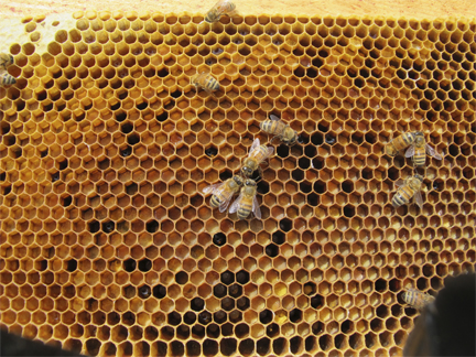 Honeybees on a frame of pollen