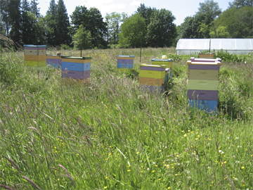 Honeybee hives in tall grass