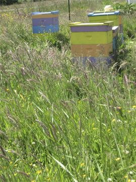Tall grasses obscure honeybee hives