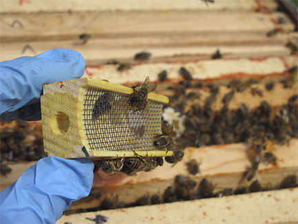 Queen honey bee transportation box after queen release