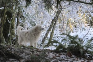 Livestock Guard Dog in winter forest at Brookfield Farm Bees and Honey, Maple Falls, WA